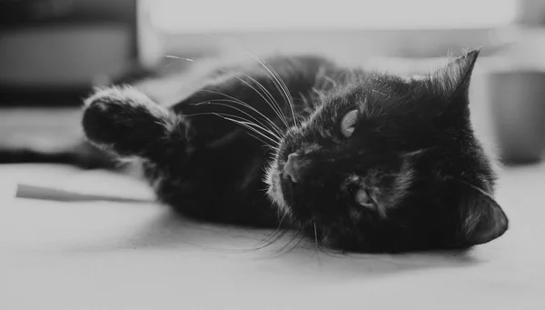 Viejo Gato Sobre Mesa Blanco Negro — Foto de Stock