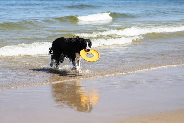 Pies Działa Pobieranie Zabawka Morzu — Zdjęcie stockowe