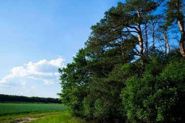 Ormana ve tarlaya yakın - doğal ışık