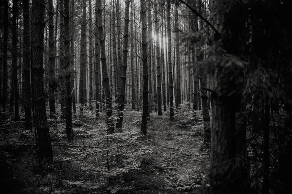 Lever Soleil Milieu Forêt Noir Blanc Fond Nature Noir Blanc — Photo