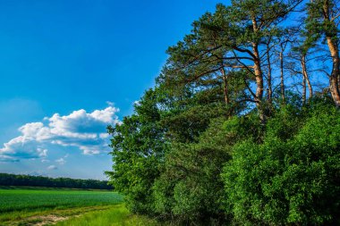 Orman ve alan - Hdr kapat