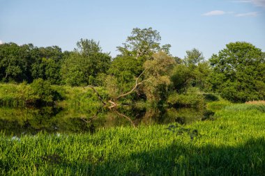 alan ağaç ve nehir - doğal ışık yansıması ile