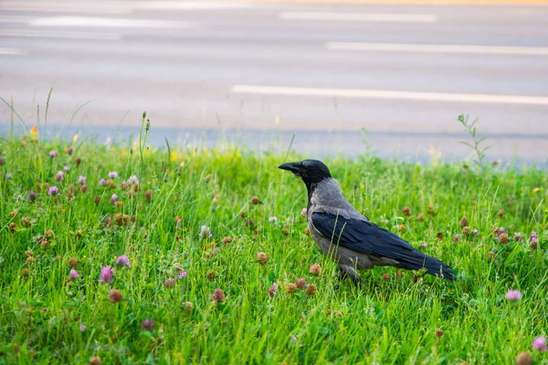 Close Rook Bird Grass — Stock Photo, Image