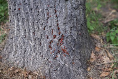 Pyrrhocoris apterus ağaç üzerinde Kapat