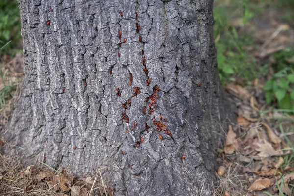 Pyrrhocoris apterus ağaç üzerinde Kapat