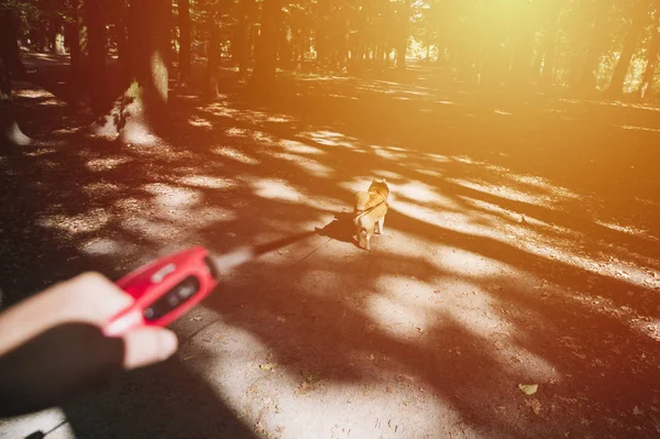 Sair Para Passeio Com Cão Cão Uma Trela Perspectiva Primeira — Fotografia de Stock