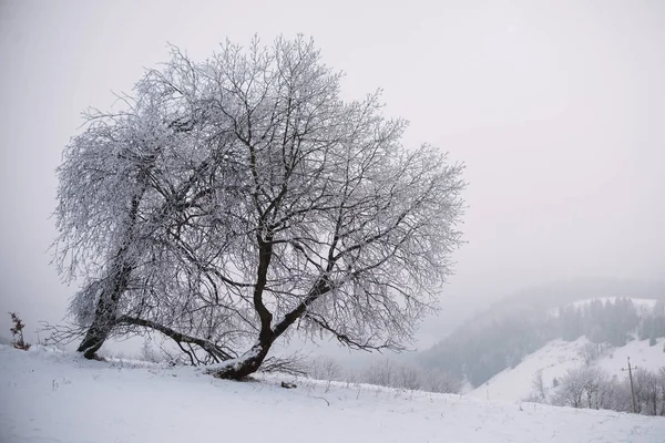 Zavřít Ztuhl Strom Hoře Zimní Pozadí — Stock fotografie