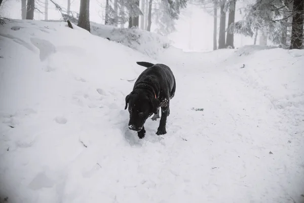 Perro Labrador Negro Nieve Bosque — Foto de Stock