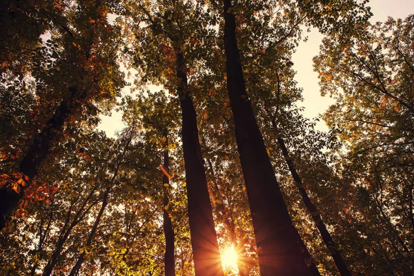 公園の木々 と青い空を通して輝く太陽黄金の秋の風景 — ストック写真