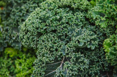 Kale kapatın. Yeşil sebze yaprakları, sağlıklı beslenme, vejetaryen yemek.
