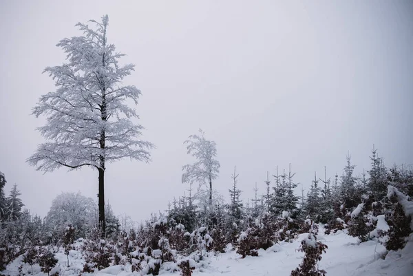 Kar Buz Ormandaki Kış Arka Plan — Stok fotoğraf