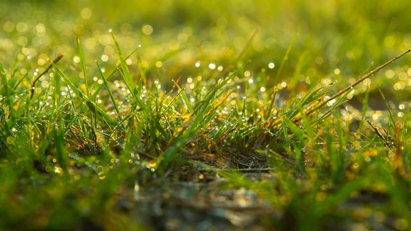 Hintergrund Der Tautropfen Auf Leuchtend Grünem Gras — Stockfoto