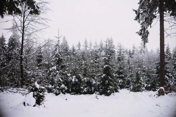Снег Лед Лесу Зимний Фон — стоковое фото