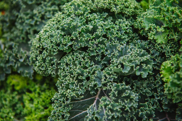Kale kapatın. Yeşil sebze yaprakları, sağlıklı beslenme, vejetaryen yemek.