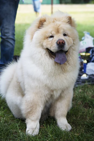 Vicino Chow Chow Dog Lingua Blu — Foto Stock