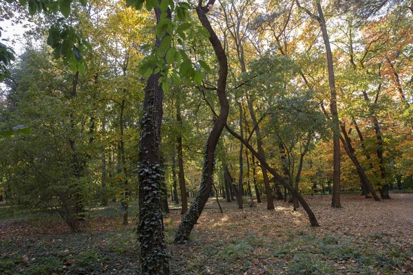 Caminho Parque Árvore Dourada Tema Outono — Fotografia de Stock