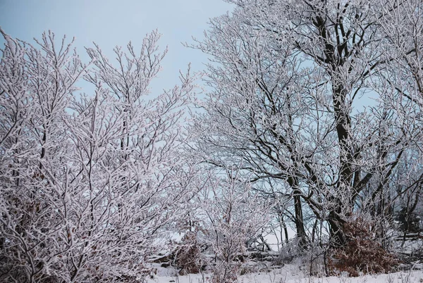 Vicino Albero Coperto Dalla Neve Sfondo Invernale — Foto Stock