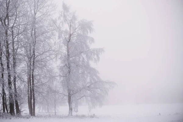 Sníh Lese Mlhou Zimní Pozadí — Stock fotografie