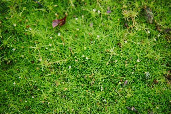 Primer Plano Pequeñas Flores Sagina Subulata — Foto de Stock