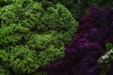 Kale kapatın. yeşil ve mor sebze yaprakları, sağlıklı beslenme, vejetaryen yemek.