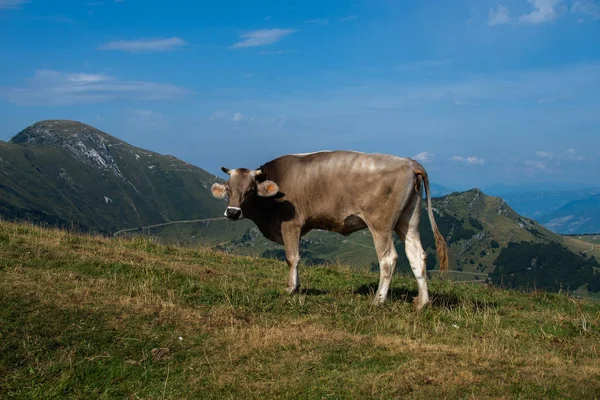 Vaca Campo Los Alpes — Foto de Stock