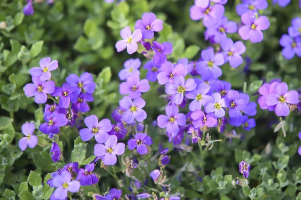 Nahaufnahme Auf Blauem Blumen Hintergrund — Stockfoto