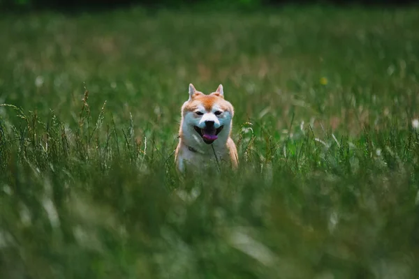 Närbild Shiba Inu Hund Gräs — Stockfoto
