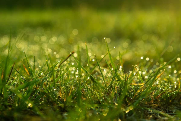 Achtergrond Van Dauwdruppels Heldergroen Gras — Stockfoto