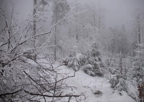 Natürliche Winter Hintergrund Wald — Stockfoto