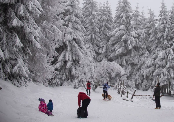 Natürliche Winter Hintergrund Wald — Stockfoto