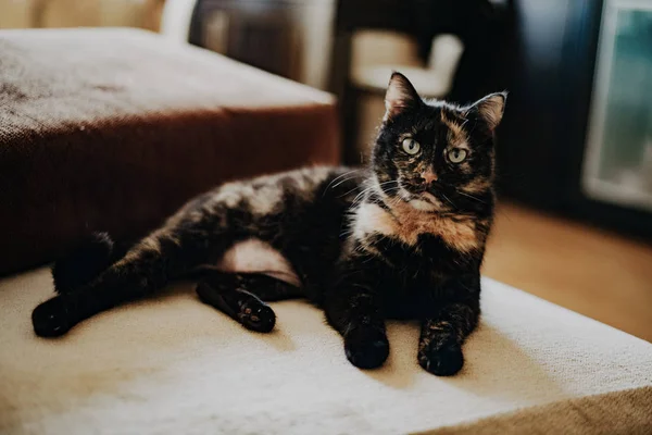 Kanepede Eski Çatı Kedi — Stok fotoğraf