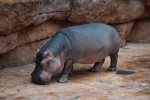 Close Hippopotamus Catwalk — Stock Photo, Image