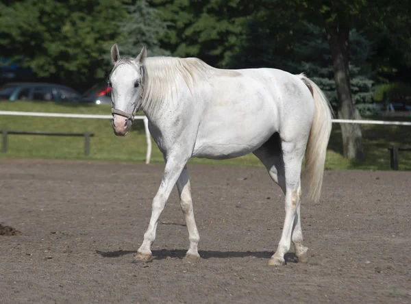 Fehér ló az udvaron — Stock Fotó