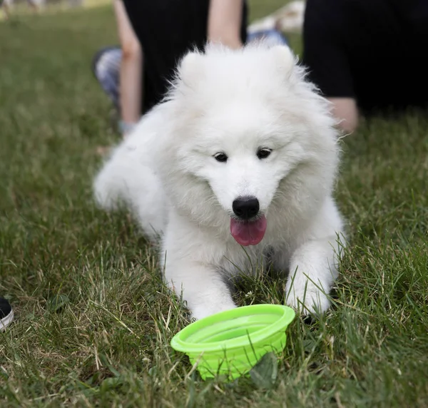 Detailní záběr na bílém samojed psa na trávě — Stock fotografie