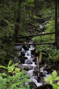 Koscielisko Vadisi, Tatra Dağları, Polonya'da küçük şelale