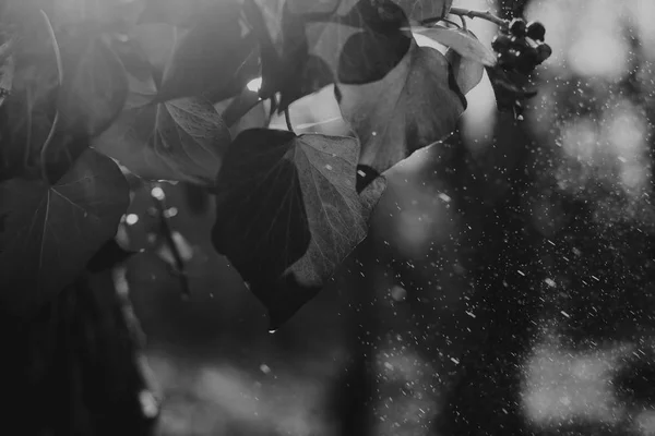 Close-up na folha de outono com gotas de água e chuva — Fotografia de Stock