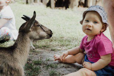 Yavru ipek tavuğa yaklaş.