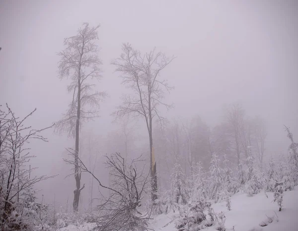 Přírodní zimní pozadí-lesní — Stock fotografie