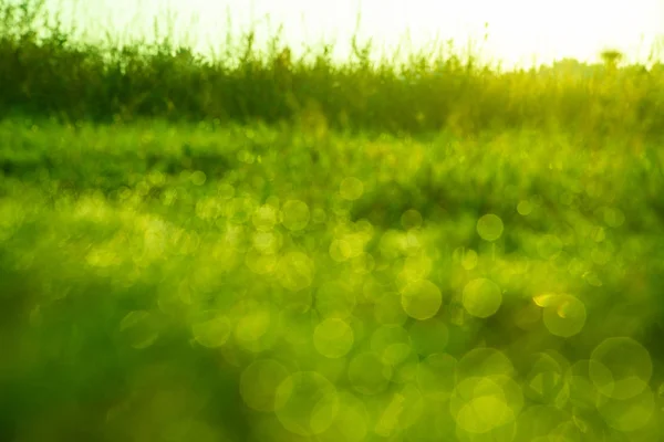 Pozadí Rosy se sráží na světle zelenou trávu, zaostří — Stock fotografie