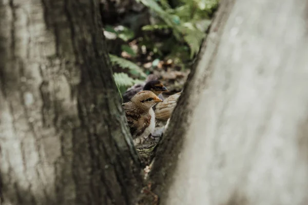 Hautnah auf junge Baby-Seidenhuhn — Stockfoto