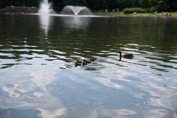 Pato com pequenos patinhos nada na lagoa — Fotografia de Stock
