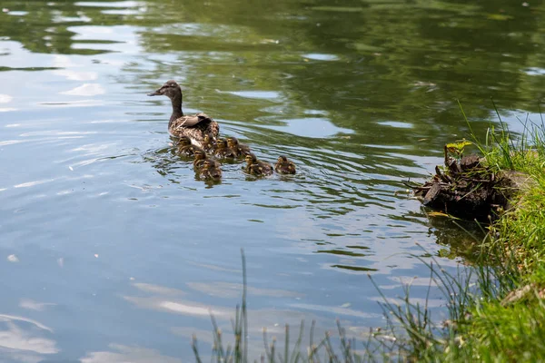 Pato com pequenos patinhos nada na lagoa — Fotografia de Stock
