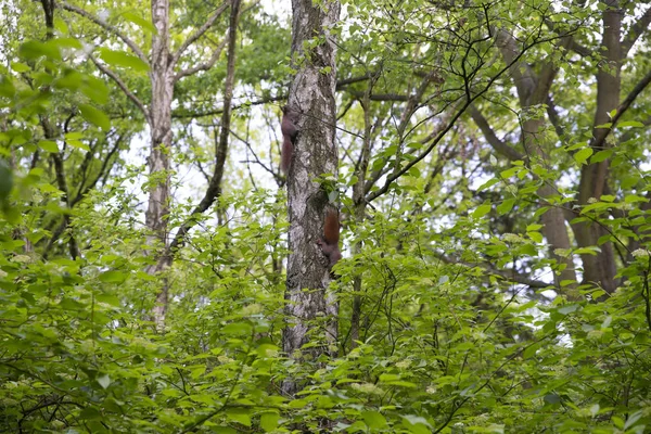Famiglia di scoiattoli sull'albero — Foto Stock