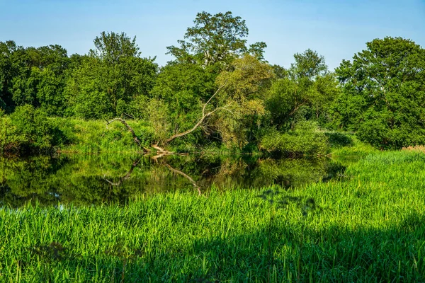 Поля з дерева та відбиття в річці - Hdr — стокове фото