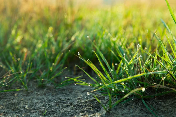 Fond de gouttes de rosée sur herbe vert vif — Photo