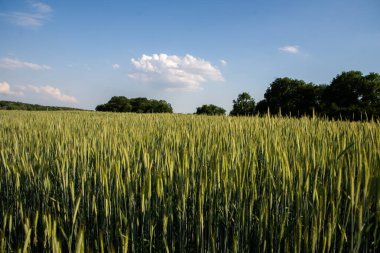 tahıl alanını kapat
