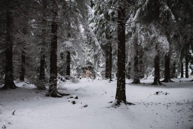 kar ve buz ormandaki kış arka plan