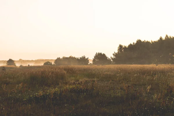 Amanecer sobre un prado brumoso en la mañana de verano — Foto de Stock