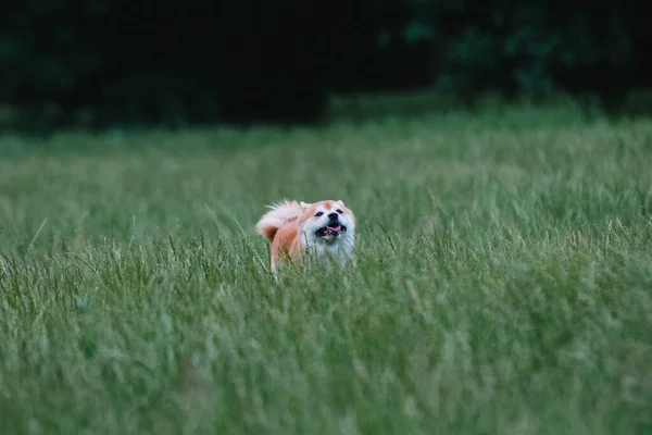 Zamknąć na shiba inu psa na trawie — Zdjęcie stockowe