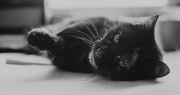 Gato velho na mesa, preto e branco — Fotografia de Stock